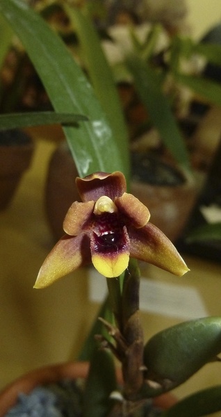 Max. variabilis 