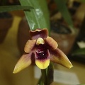 variabilis "Tricolor"