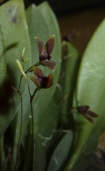 Pleurothallis (Pths.) fusca.JPG