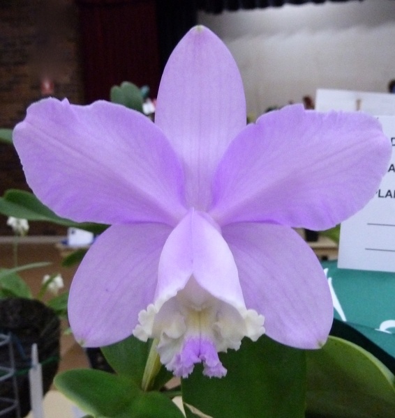 C. loddigesii.JPG