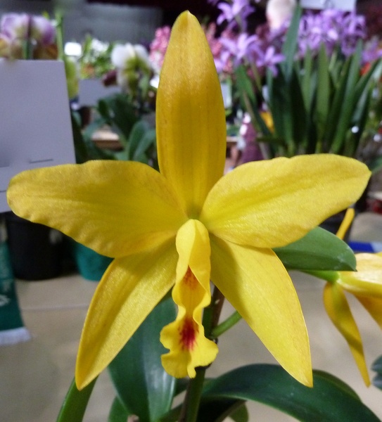 Ctt. Kauai Starbright x C. Jungle Beau.JPG