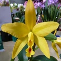 Ctt. Kauai Starbright x C. Jungle Beau.JPG