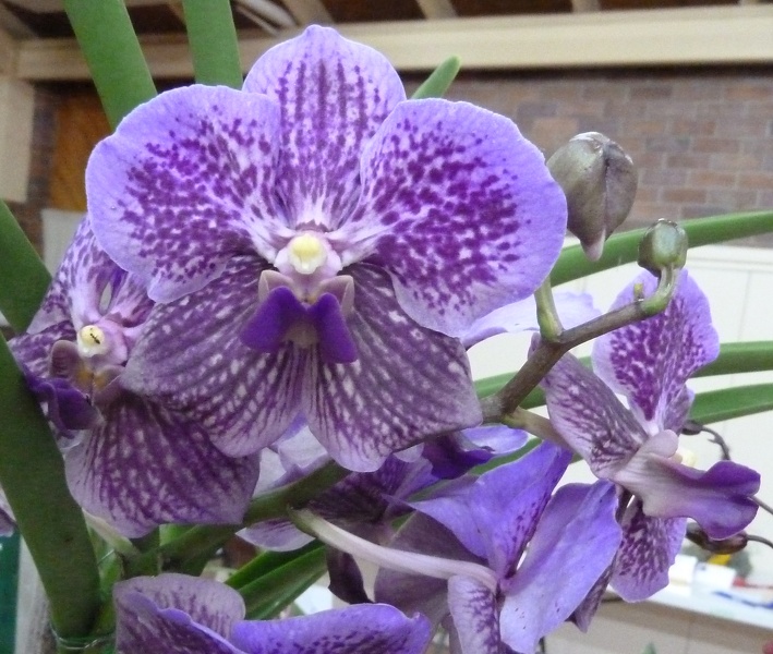 V. Chao Praya Delight x V. Banguikhan.JPG