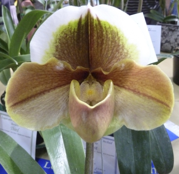 Paph. Memoria Barbara Francis No- 2.JPG