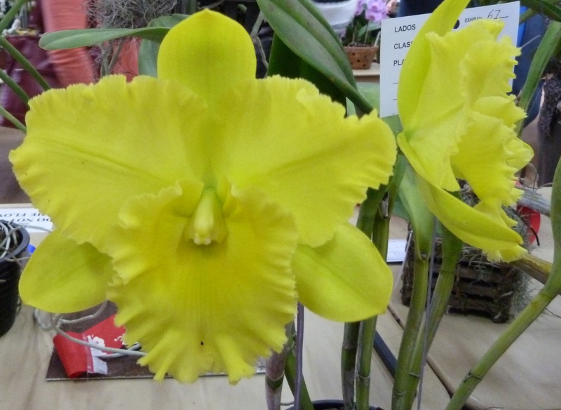 Rlc. Karen's Sunrise.JPG