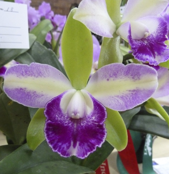 Rlc. Yen Corona 