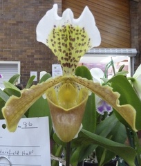  insigne var. Harefield Hall