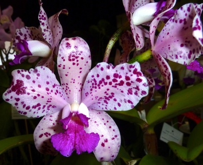 amethystoglossa "Jaguar"