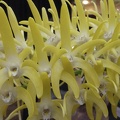 speciosum var. grandiflorum