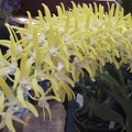 speciosum var. grandiflorum