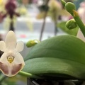 Phal. lobbii.jpg