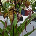 Paph. Spiderman.JPG