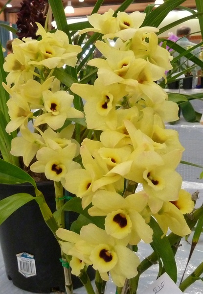 Den. (Coronation Gold x Burarium Fantasy) x Canary Bird x Hoshinusume Haning).JPG