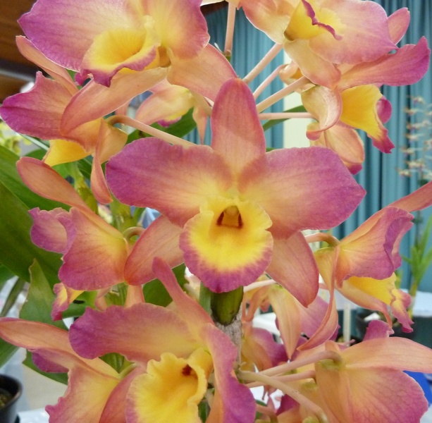 Den. Canary Bird x Cane Fire.JPG