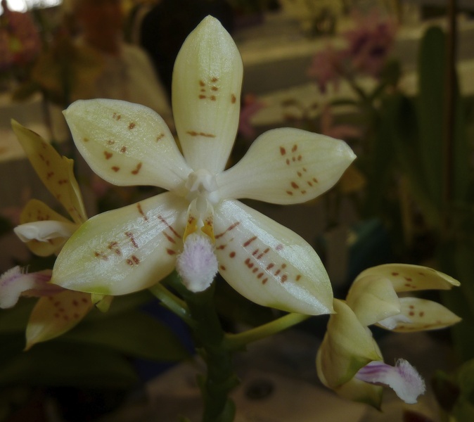 Phal. floresensis.JPG