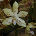 Phal. floresensis.JPG