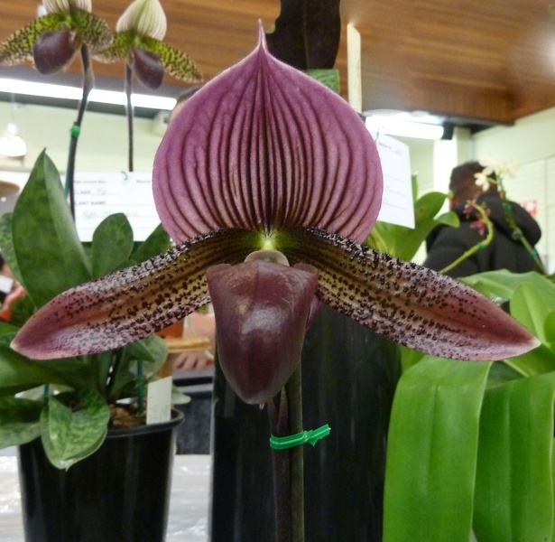 Paph. Eerie Flame.JPG