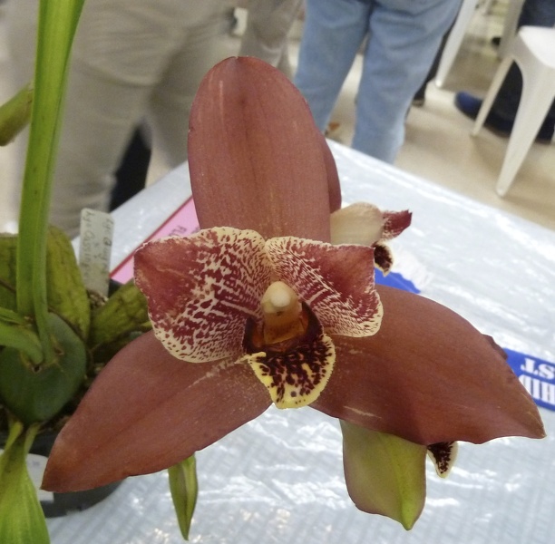 Lyc. Guya x Lyc. Cassiopeia.JPG