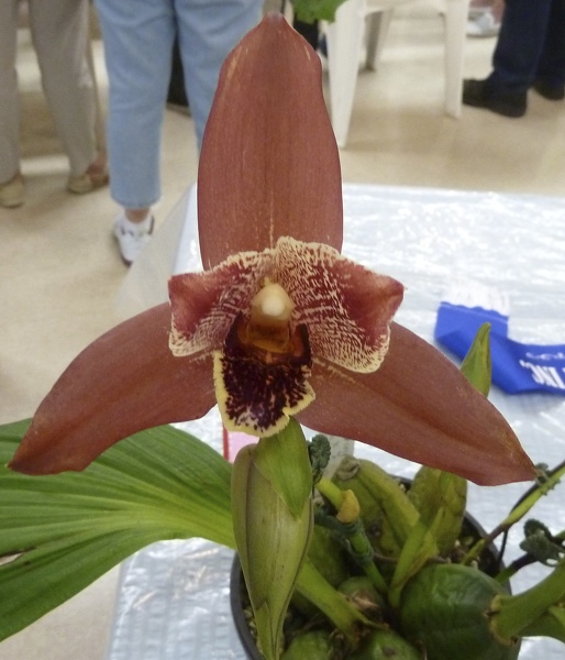 Lyc. Guya x Lyc. Cassiopeia.JPG