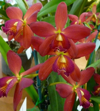 ((Rth. Love Sound x C. Tangerine Jewel) x E. elata)