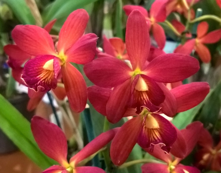 Orchids - World_20150919_10_26_09_Pro.jpg