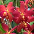 ((Rth. Love Sound x C. Tangerine Jewel) x E. elata)