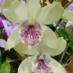 Gcy. Kyogychi x (Rth. Love Song x E. elata)