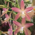 Orchids - World_20150919_10_25_58_Pro.jpg