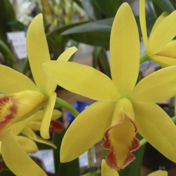 Chz. Topaz Neat x Ctt. Topaz Halo