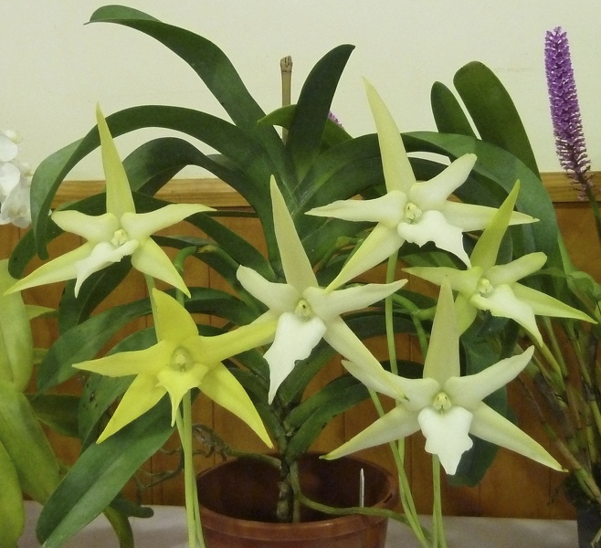 Angraecum (Angcm.) sesquipedale.JPG