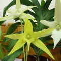 Angraecum (Angcm.) sesquipedale.JPG