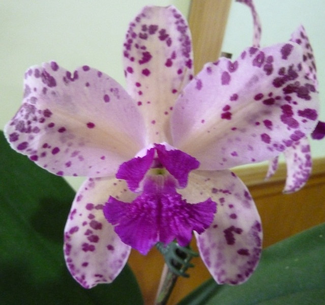 C. amethystoglossa.JPG