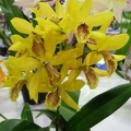 aurantiaca "Yellow"