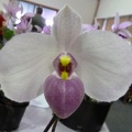 Paph. delenatii.JPG