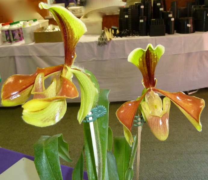 Paph. villosum.JPG