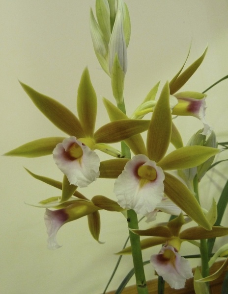 Phaius wallichii.JPG