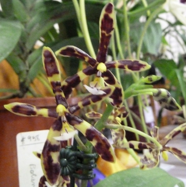 Phal. mannii 