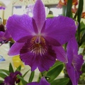 Ctna. Jamaica Red x C. sincorana