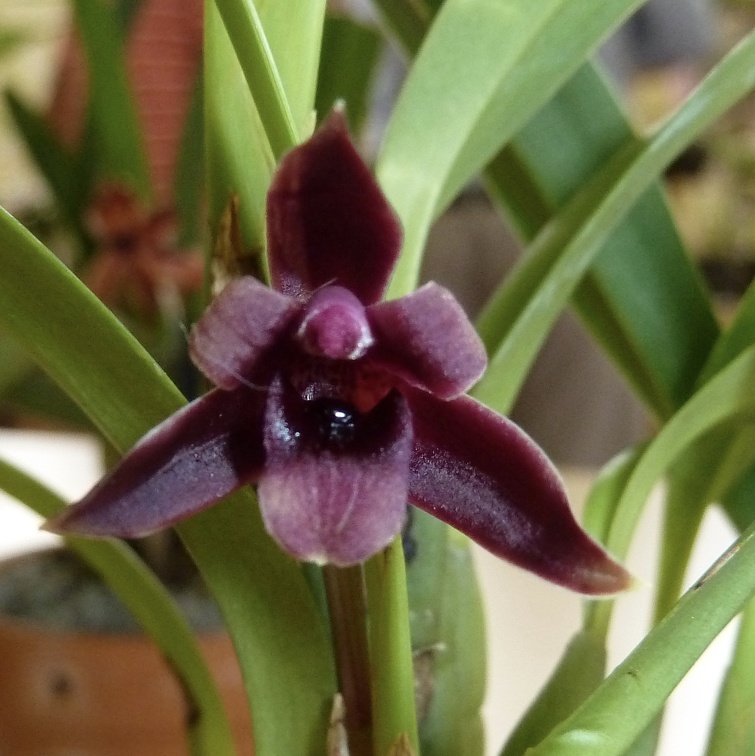 variabilis "Red"