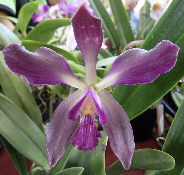 C. caudebec x Enc. alata