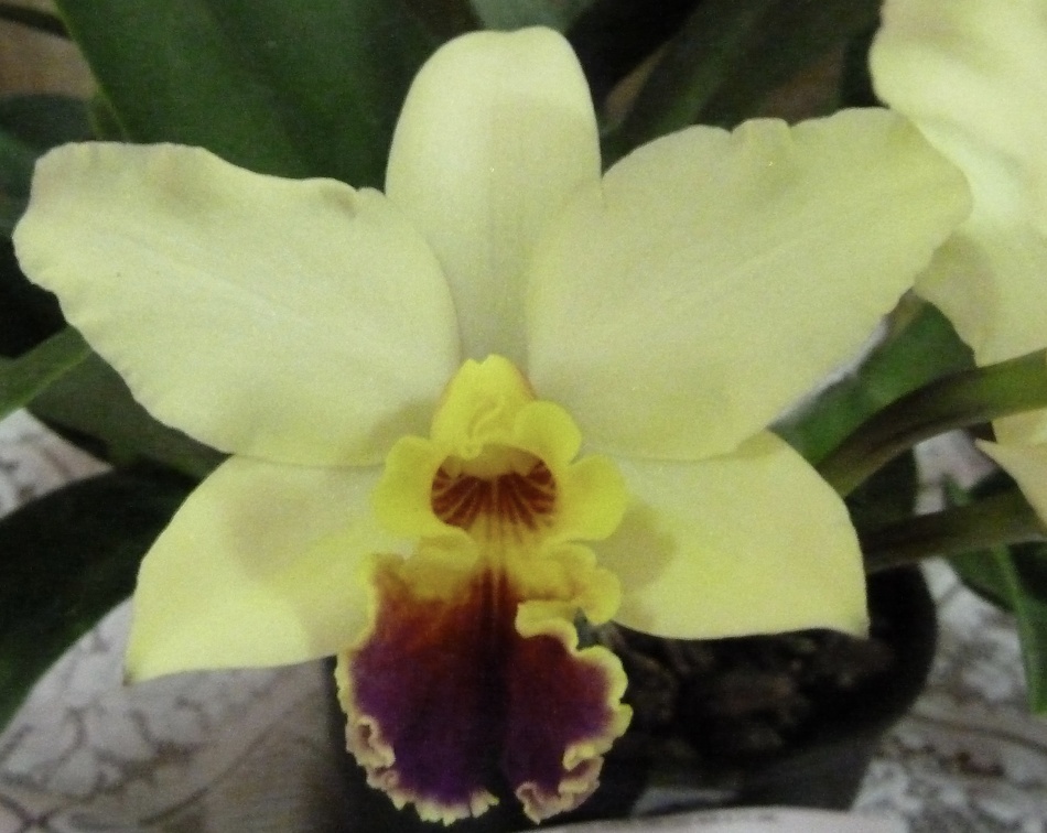 C. Tokyo Magic x Ctt. Dal's Buddy "Southern Cross"