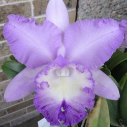 Rlc. Dal's Passion x C. intermedia