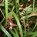 tenuifolia