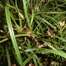 tenuifolia