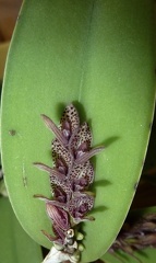 pubescens