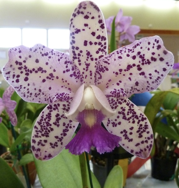 Caudabec "Southern Cross" x Lumita "Bold Spots"