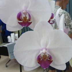 Phal. Tomo Arcnus x Dtps Tiannong Glory