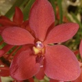 Ren. Yen x Ascda. Yip Sum Wah