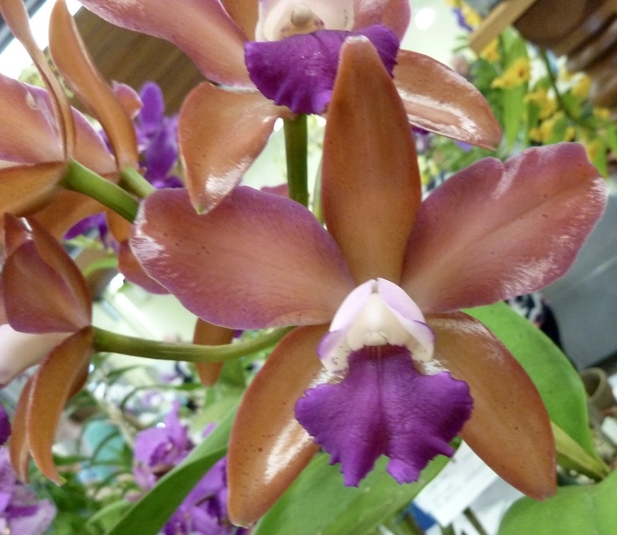 C. Caudabec x Ctt. Chocolate Drop