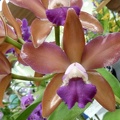 C. Caudabec x Ctt. Chocolate Drop